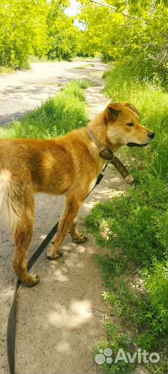 Щенок подросток