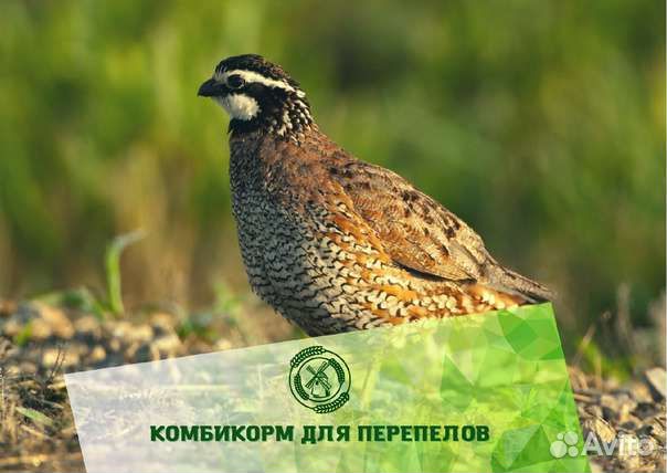 Комбикорма Белгородские