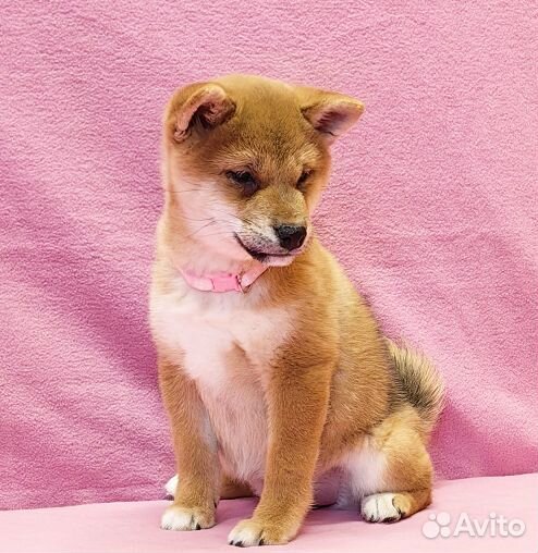 Сиба ину - щенки