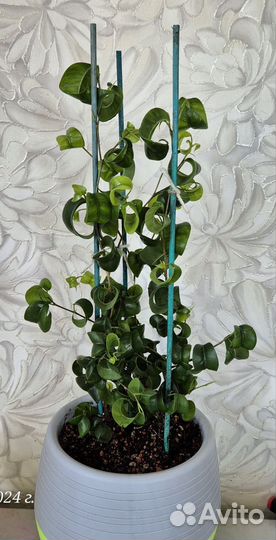 Фикус Барок