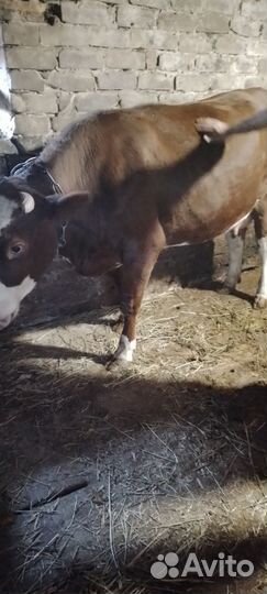 Тёлка стельная