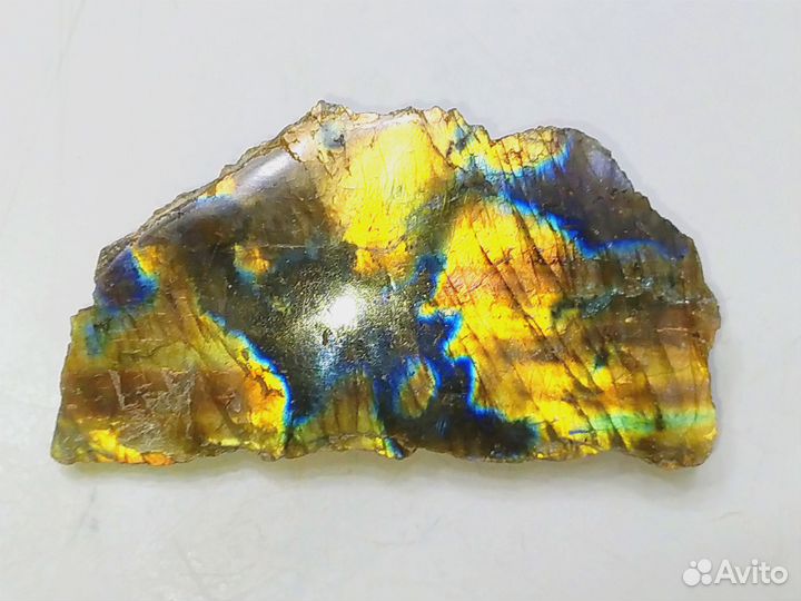 Лабрадор оранжевый