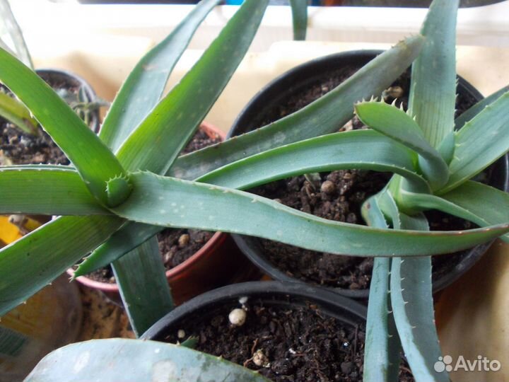 Алоэ вера и Циперус