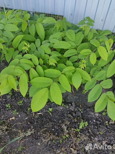 Манчжурский орех саженецч