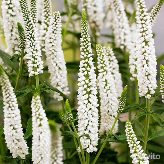 Многолетние растения для сада