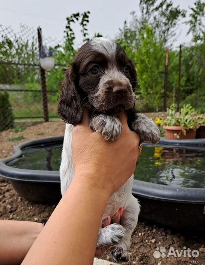 Шикарная девочка,спаниель