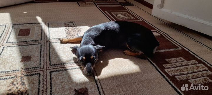 Щенок щпиц- терьер