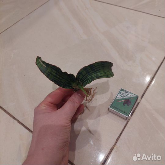 Сансевиерия