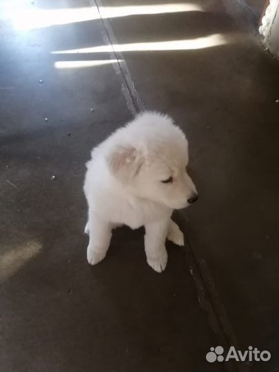 Щенок лайки в добрые руки (девочка )