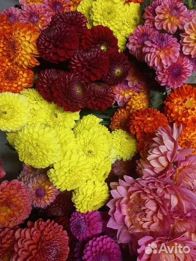 Цветы с грядки на 1 сентября и для украшения дома