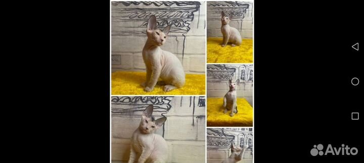 Донской сфинкс призеры котята