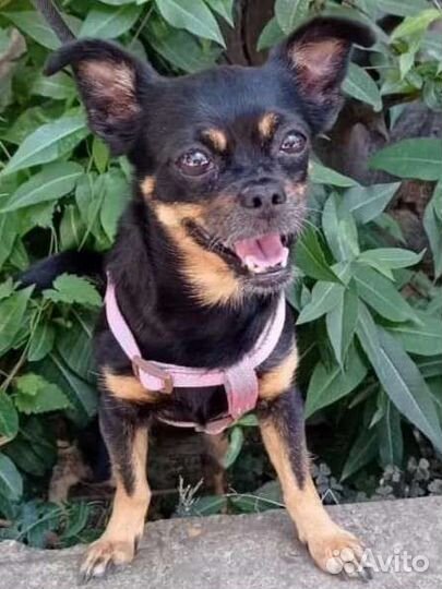 Мини той-терьер