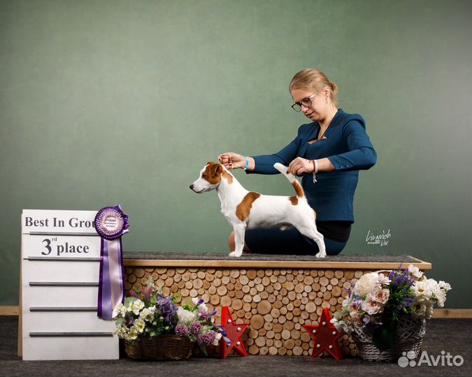 Джек Рассел терьер, вязка