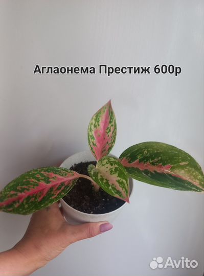 Диффенбахия