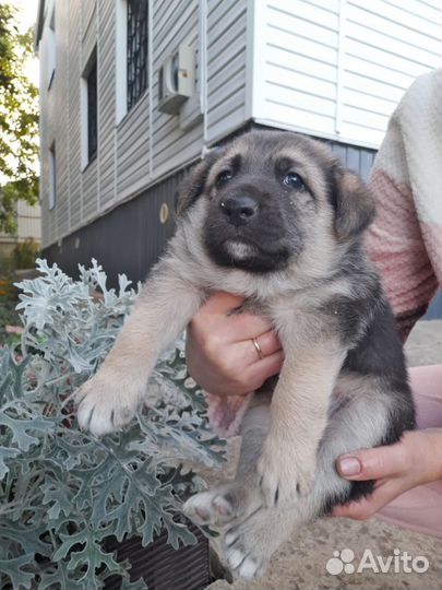 Щенок, мальчик