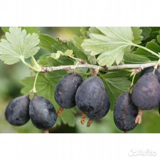 Крыжовник безшипный сорт Командор