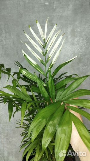 Пальма Хамедорея