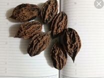 Семена Маньчжурского ореха