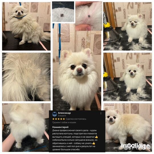 Груминг собак и кошек