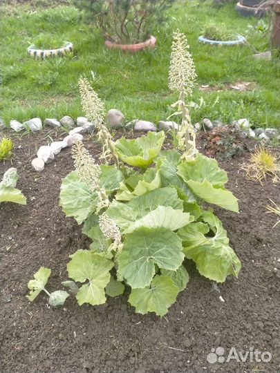 Белокопытник