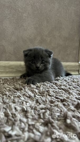 Продам котят