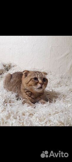 Шотландский котёнок мальчик