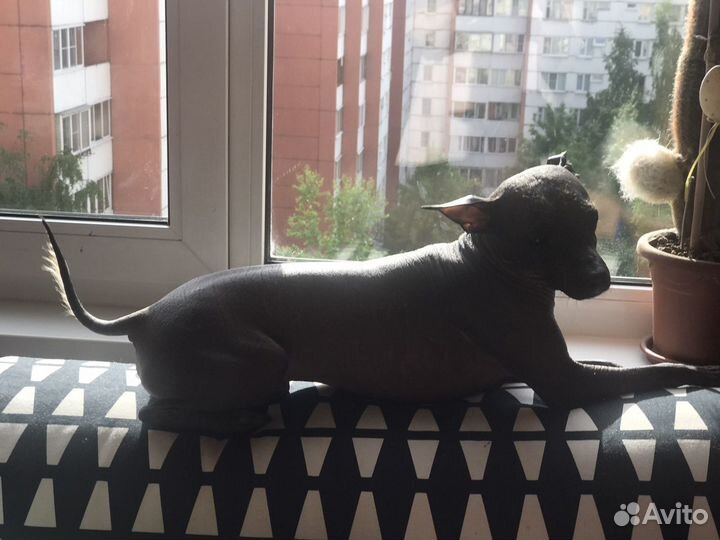 Кобель для вязки Ксоло mini