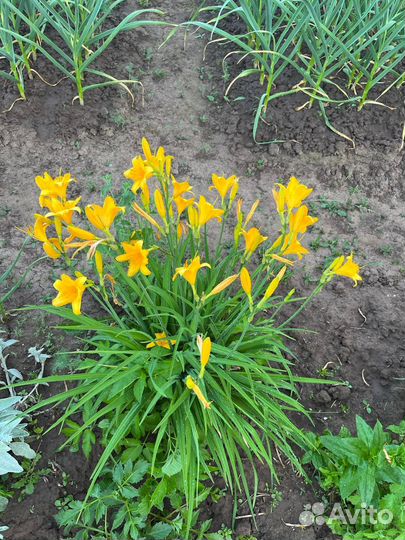 Лилейник желтый. Многолетнее растение