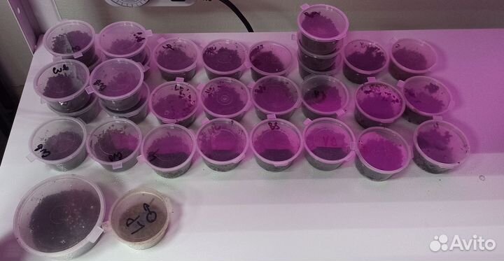 Паук птицеед