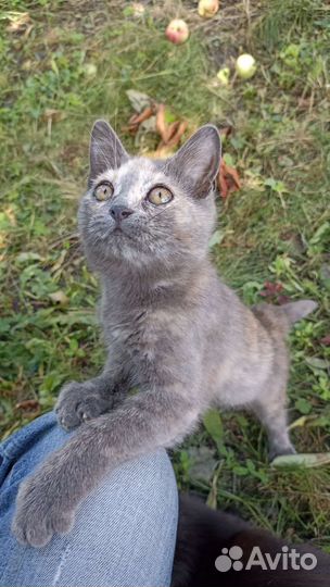 Котята в дар