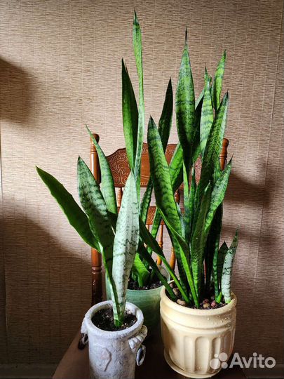 Сансевиерия Зейланика