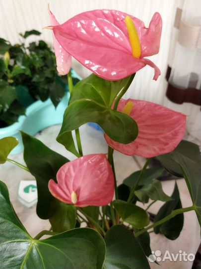 Антуриум, разные сорта