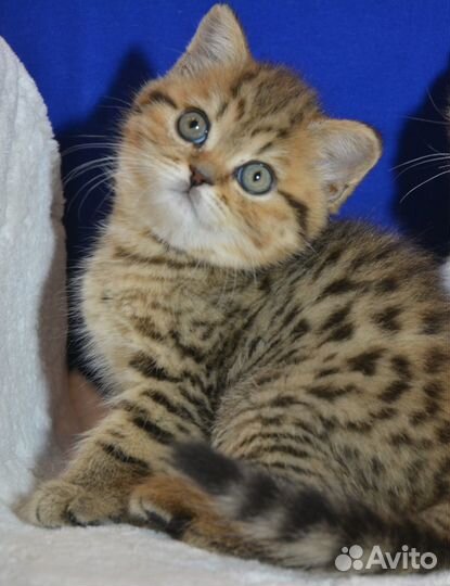 Мрамор на серебре и на золоте