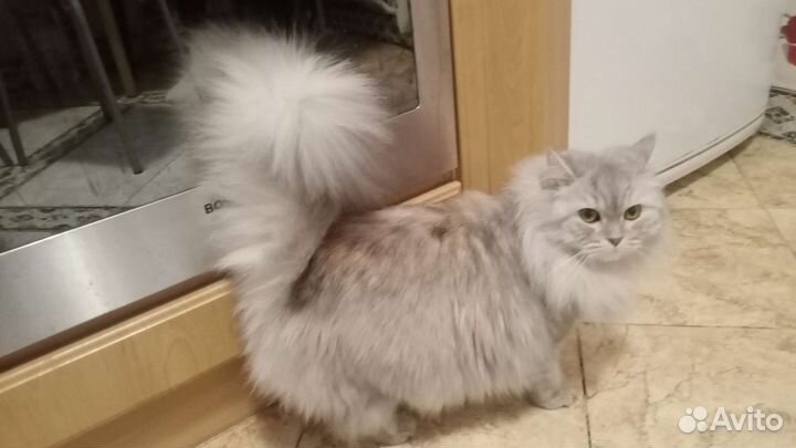 Кошечка на вязку