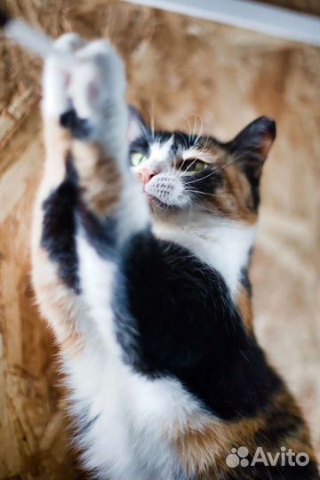 Кошка Тоскана