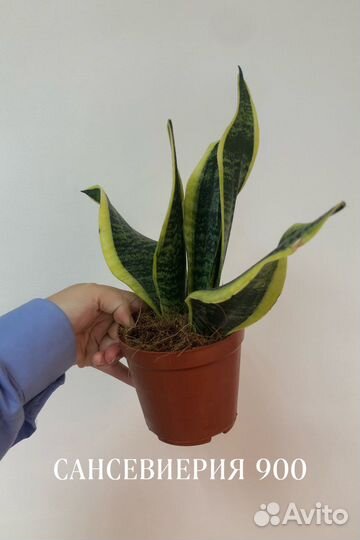 Сансевиерия