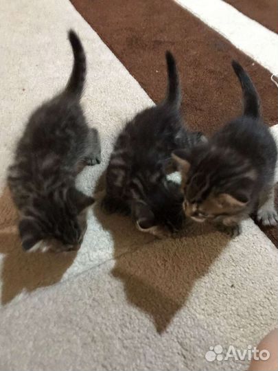 Кошки в добрые руки бесплатно