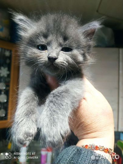 Котята мейн-кун метис