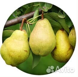 Саженцы плодовых деревьев,кустарники