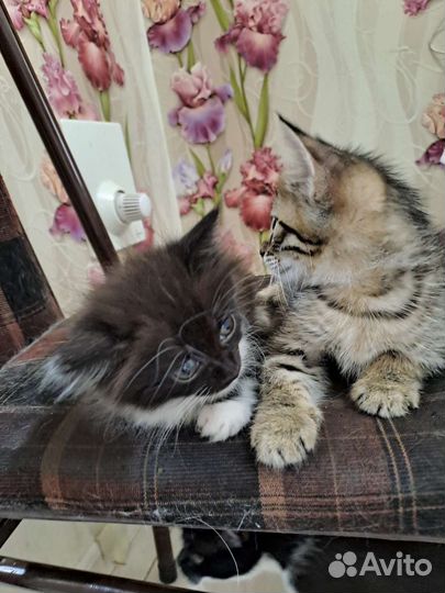 Кошки в добрые руки бесплатно