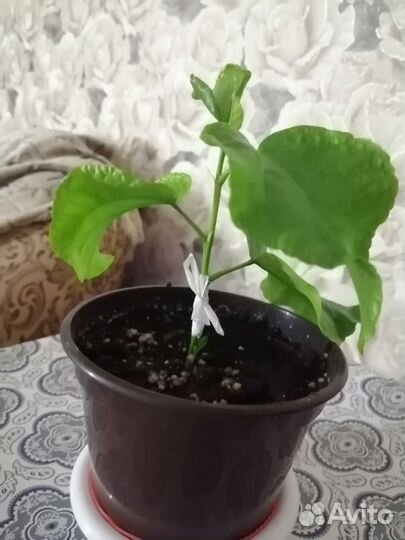 Гибискус сортовой