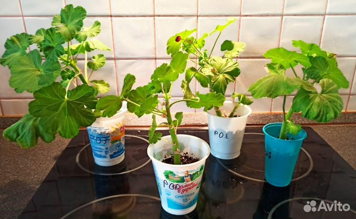 Розебудная герань plum rambler черенки