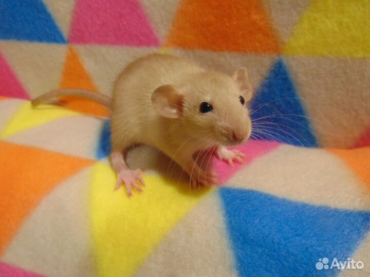 Крысы, крысята - дамбоушки, клетки, гамак