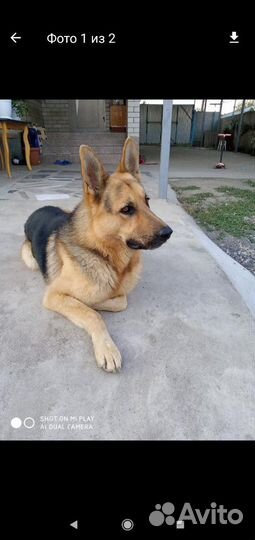 Не продаётся.случка