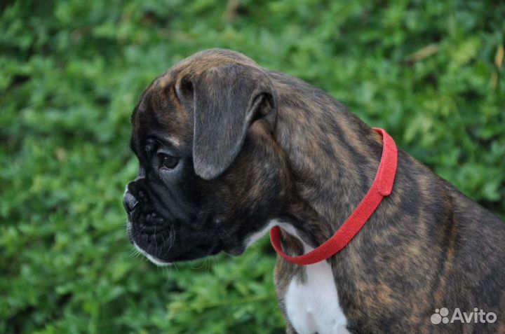 Щенки боксера