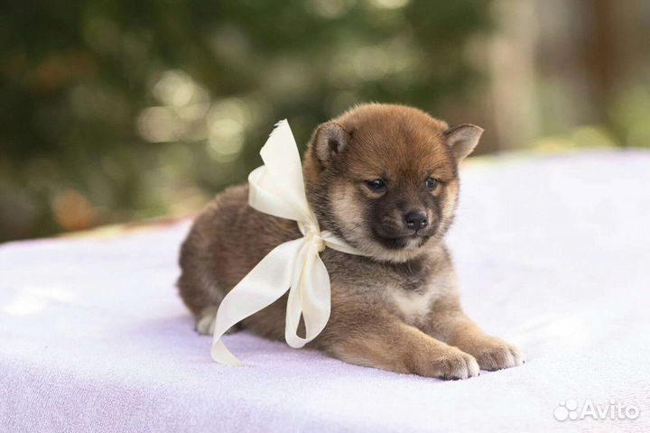 Щенки сиба