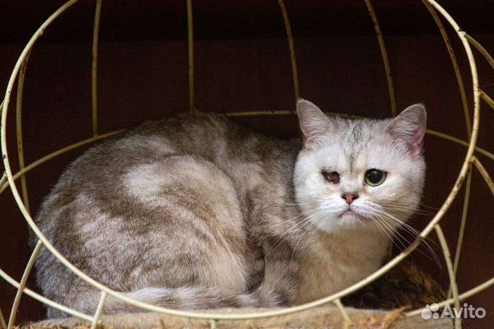 Породистая котодевочка инвалид, ищет семью