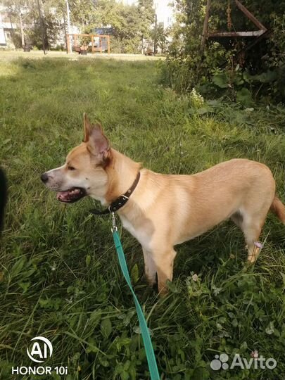 Собака дворняжка