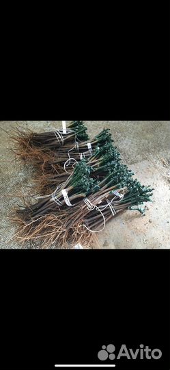 Саженцы привитого винограда под заказ