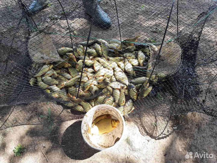 Карась патрашеный, мытый, чищенный